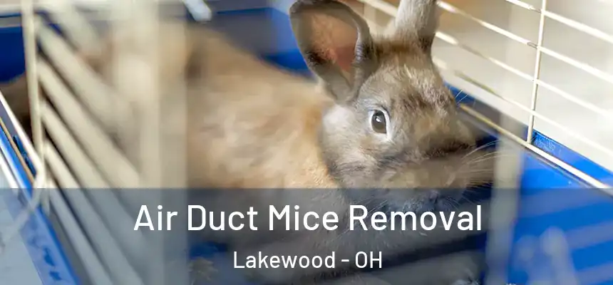 Air Duct Mice Removal Lakewood - OH